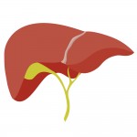 liver & GB_216294085